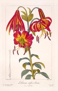 American Turkscap Lily