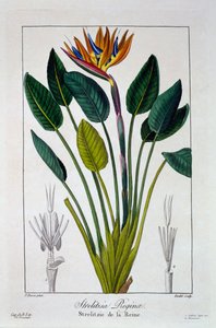 Bird of Paradise or Crane Flower