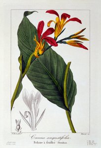 Canna or Indian Shot Flower