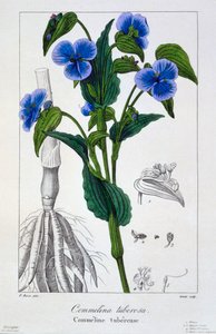 Commelina tuberosa by Panacre Bessa