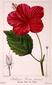 Hibiscus: H. rosa-sinensis, pub. 1836 by Panacre Bessa
