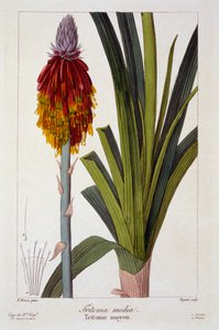 Kniphofia by Panacre Bessa