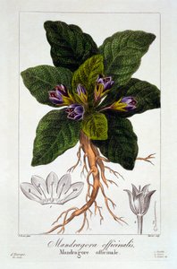 Mandrake: Mandragora officinarum