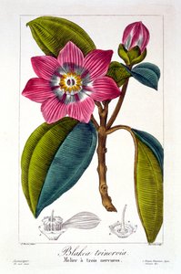 Melier