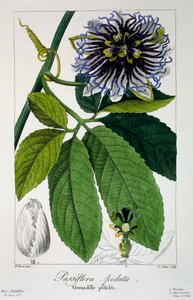 Passiflora Pedata or Passion Flower