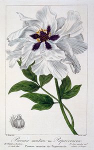 Peaeonia Suffruticosa
