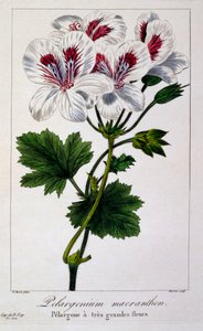 Pelargonium Macranthon, pub. 1836
