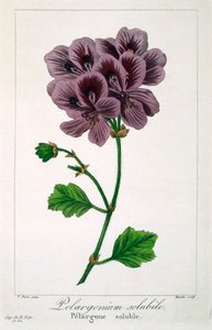 Pelargonium