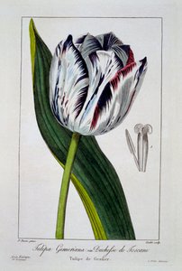 Tulip: Duchess of Tuscany
