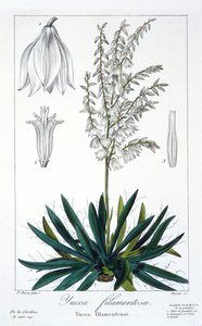 Yucca filimentosa, pub. 1836 by Panacre Bessa