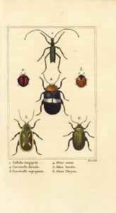 Callidium longipes, ladybirds, flea beetles by Pancrace (after) Bessa