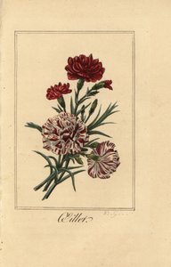 Carnation or clove pink, oillet, Dianthus caryophyllus