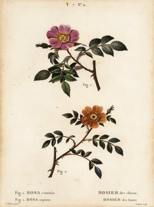 Dog rose and small-leaved sweet-briar by Pancrace (after) Bessa
