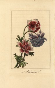 Hybrid Poppy Anemone, Anemone coronaria