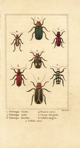Leaf Beetles, Galeruca species, Aulacophora analis, Cyclotrypema furcata, Donacia vittata, Flat Bark Beetle, Cucujus clavipes, Pyrrhidium sanguineum and Chlorophorus varius by Pancrace (after) Bessa