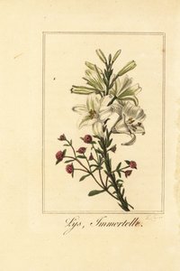Lily and Red Everlasting, Lilium candidum and Helichrysum sanguineum