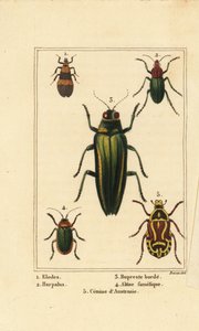 Marsh beetle, Elodes, Harpalus beetle, jewel beetle, Buprestis, flea beetle, Altica famelica, and rose chafer, Cetonia species by Pancrace (after) Bessa