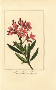 Oleander, Laurier-rose, Nerium oleander by Pancrace (after) Bessa