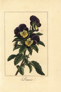 Pansy by Pancrace (after) Bessa