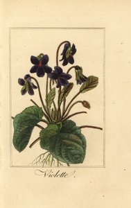 Sweet violet, Viola odorata by Pancrace (after) Bessa