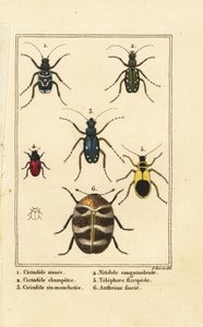 Tiger beetles and varied carpet beetle by Pancrace (after) Bessa
