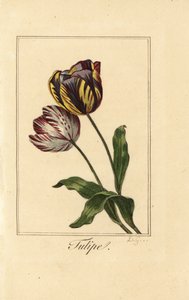 Varieties of tulip, Tulipa gesneriana by Pancrace (after) Bessa