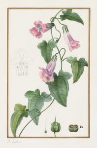 Maurandia semperflorens