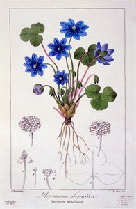 Hepatica Nobilis, 1836