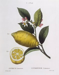Lemon (Citrus limonium)