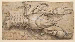 Crayfish by Parmigianino