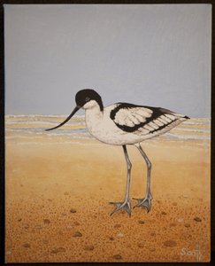 Avocet, 2016 by Pat Scott