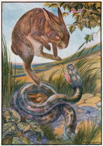 As she jumped she struck at the snake with her strong hind claws