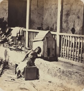 Dog of Garvel (Martinique), 1870s by Paul Emile Miot