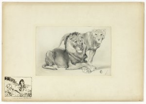 Lion and Lioness