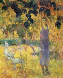 Man Picking Fruit from a Tree