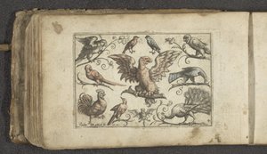 Bird of Prey, Nine Other Birds and a Bat