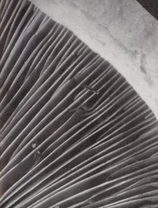 Underside of a mushroom