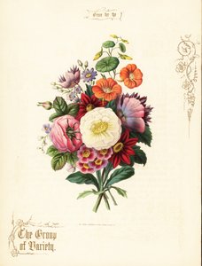 Bouquet of White Rose, Dahlia, Nasturtium, Auricula