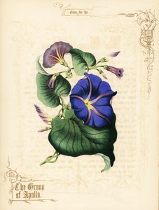 Morning Glory Flowers and Foliage