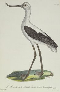 White-Headed Avocet, early 19th century