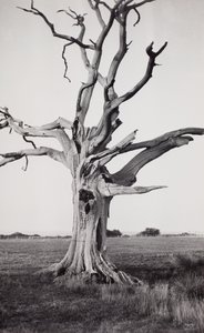 Dead Tree, Romney Marsh by Paul Nash