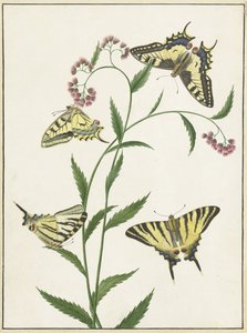 Four Butterflies on Flowers by Paulus Knogh
