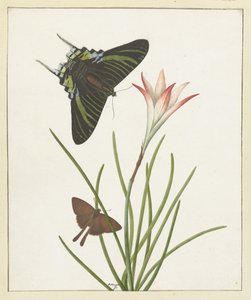 Two Butterflies by a Lily by Paulus Knogh