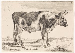 Spotted Ox (series title: Oxen and Cows)