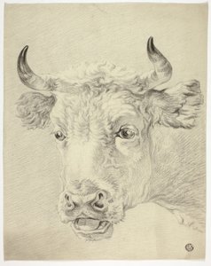 Head of Cow by Paulus Potter