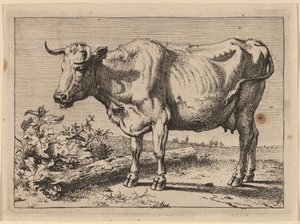 Standing Cow