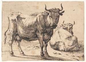 Standing and Lying Cow