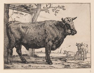 The Bull, from Various Oxen and Cows by Paulus Potter