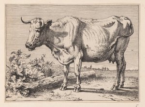 The Cow with a Crumpled Horn, from Various Oxen and Cows
