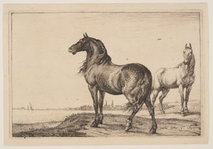 The Cropped Horse, from Series of Horses by Paulus Potter